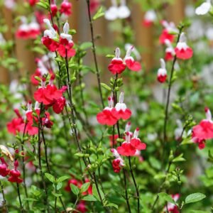 kislevelu zsalya, Salvia-microphylla-Hot-Lips-oszi-zsalya-viragzo-disznoveny-ar