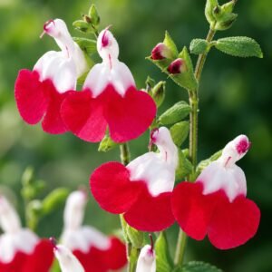 kislevelu zsalya, Salvia-microphylla-Hot-Lips-oszi-zsalya-viragzo-disznoveny-ar