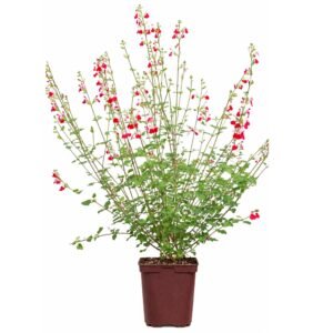 kislevelu zsalya, Salvia-microphylla-Hot-Lips-oszi-zsalya-viragzo-disznoveny-ar