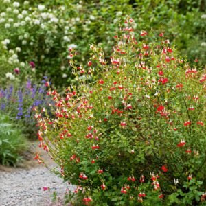 kislevelu zsalya, Salvia-microphylla-Hot-Lips-oszi-zsalya-viragzo-disznoveny-ar