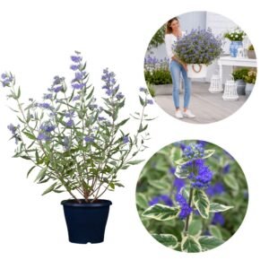 Kékszakáll ‘White Surprise’ 50cm "Caryopteris × clandonensis" (cserepes virágzó díszcserje)