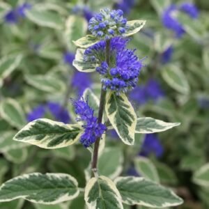 Kékszakáll ‘White Surprise’ 50cm "Caryopteris × clandonensis" (cserepes virágzó díszcserje)