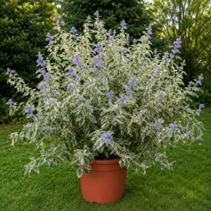 Kékszakáll ‘White Surprise’ 50cm "Caryopteris × clandonensis" (cserepes virágzó díszcserje)