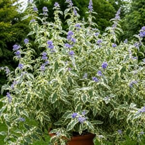 Kékszakáll ‘White Surprise’ 50cm "Caryopteris × clandonensis" (cserepes virágzó díszcserje)