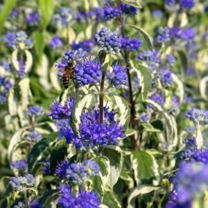 Kékszakáll ‘White Surprise’ 50cm "Caryopteris × clandonensis" (cserepes virágzó díszcserje)