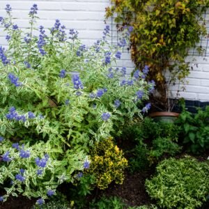 Kékszakáll ‘White Surprise’ 50cm "Caryopteris × clandonensis" (cserepes virágzó díszcserje)