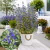 Kékszakáll ‘White Surprise’ "Caryopteris × clandonensis" (cserepes virágzó díszcserje)