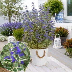Kékszakáll ‘White Surprise’ "Caryopteris × clandonensis" (cserepes virágzó díszcserje)
