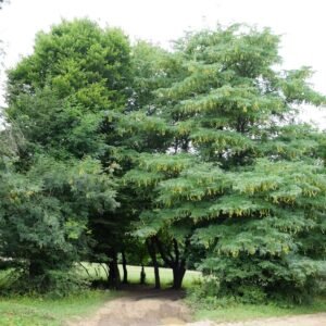 Tövis nélküli lepényfa, "Gleditsia triacanthos f. inermis" (szárazságtűrő díszfa)