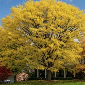 Tövis nélküli lepényfa, "Gleditsia triacanthos f. inermis" (szárazságtűrő díszfa)