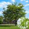 Tövis nélküli lepényfa, "Gleditsia triacanthos f. inermis" (szárazságtűrő díszfa)