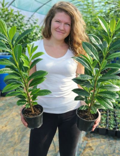 'Novita' fajtájú babérmeggy cserepes növények kertészetünkben