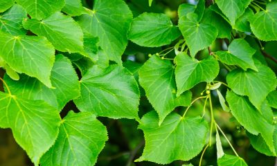 Kislevelű hárs - Tilia cordata - szív alakú levelei