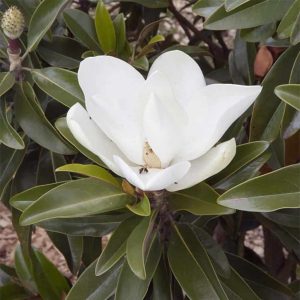 Oszlopos örökzöld magnolia 'Alta' fajta virágzása