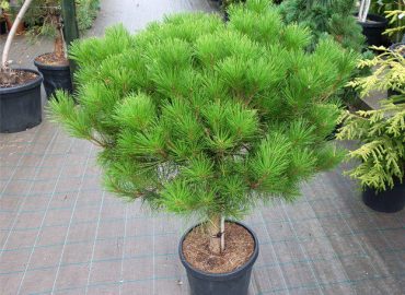 Pinus densiflora Alice Verkade japán erdei fenyő fa bokor törpe gömb örökzöld tűlevelű különleges ritka téli dísznövény cserepes konténeres ára www.koronakert.hu2