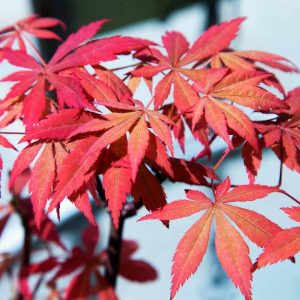 Japán juhar "Skeeters Broom" fajtájnak vörös levelei
