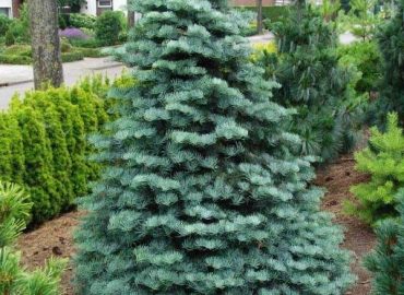 abies concolor kolorádói jegenyefenyő fa csemete cserepes konténeres tűlevelű örökzöld különleges ritka téli dísznövény ára www.koronakert.hu3