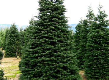 abies-nordmanniana kaukázusi jegenyefenyő fa magas nő örökzöld tűlevelű cserepes konténeres téli dísznövény különleges ritka ára www.koronakert.hu7