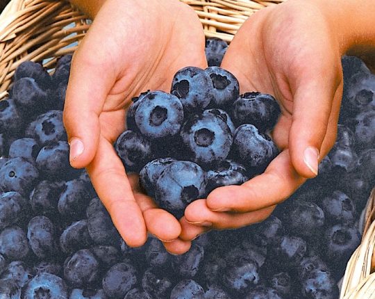 'Chandler' áfonya fajta nagyszemű termései kosárban