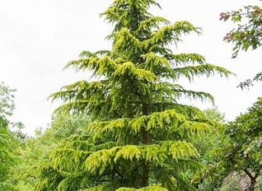 cedrus deodara aurea himalájai cédrus fenyőfa csüngő tűlevelű fa örökzöld különleges ritka cserepes szabadgyökeres konténeres téli dísznövény ára www.koronakert.hu