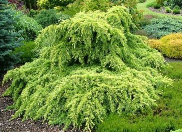 Cedrus deodara Golden horizon