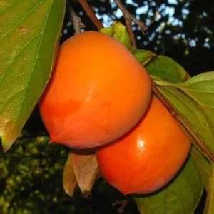 'Tone wase' datolyaszilva fajta érett termése