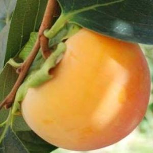 Datolyaszilva 'Cioccolatino' fajta sárga érett termése a fán