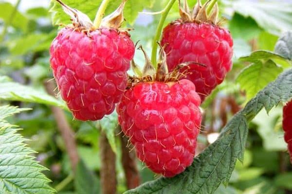 'Glen Dee' piros, érett málnaszemek a bokron