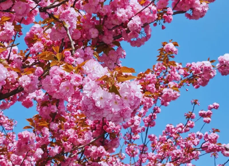 japán díszcseresznye csemete, Prunus serrulata fajták, bonsai lehetőség, kertépítés, virágzás ideje, tavaszi virág, lombhullató fa, díszfák ár, csemete beszerzés, ültetési tanácsok, kertdekoráció, virágzó fa, konténeres csemete, fás szárú növények, japán kert stílus, rózsaszín virágok, fehér virágok, cseresznyevirág ünnep, dísznövény vásárlás, kertészeti árak, balkon díszfa, kertészeti cikkek, cseresznye csemete ár, díszfa vásárlás, Prunus serrulata csemete, kertészeti csemete, tavaszi ültetés, kertépítési ötletek, japán cseresznye virág, konténeres fa, díszfák rendelés, kerti fa telepítés, balkon cseresznye, japánkert növény, rózsaszín virágcseresznye, fehér virágcseresznye, fás szárú dísznövény, virágzó díszfa, kerti dekoráció fa, ültetési tippek, kertészeti árlista, csemete beszerzés online