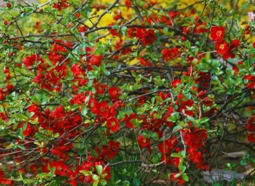 japánbirs-virágzás