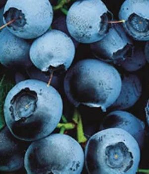 'Darrow' fajta kék áfonya termése