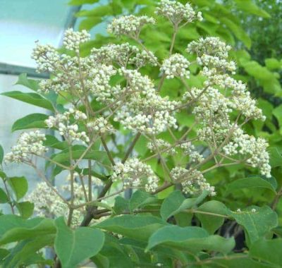 Koreai mezesfa fehér virágai