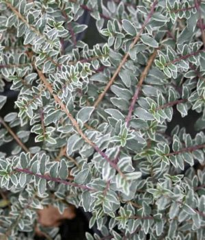 Lonicera nitida 'Silver Beauty', az ezüstlevelű mirtuszlonc örökzöld fehér szegélyű levelei