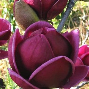 'Black tulip' magnólia fajta sötétbordó virágai