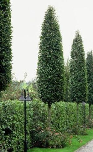 oszlopos gyertyán, Carpinus betulus Fastigiata, keskeny koronájú díszfa, oszlopos lombhullató fa, sorfa ültetés, utcafásításra alkalmas fa, parkfa, kis helyigényű fa kertbe, várostűrő díszfa, szélálló fa, metszhető díszfa, formára nyírható fa, zöld lombú fa, sűrű lombkorona, árnyékot adó fa, elegáns megjelenésű díszfa, klasszikus kert növénye, modern kert fa, szoliter fa ültetés, fagytűrő fa, télálló lombos fa, jó alkalmazkodóképességű fa, sövényként nevelhető gyertyán, gyertyán sorfal, oszlopos habitusú fa, közterületi faültetés, napos és félárnyékos helyre ültethető fa, közepes növekedési erélyű fa, díszfa szűk utcákba, rendezett megjelenésű kertfa