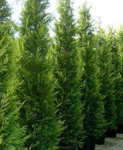 Oszlopos leylandi ciprus sövényként ültetve