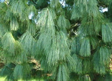 pinus-wallichiana-himalajai-selyemfenyo-fenyo-orokzold-fenyofa-csemete-koronakert.hu1