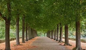 Amerikai hárs párhuzamos sorfa egy parkban