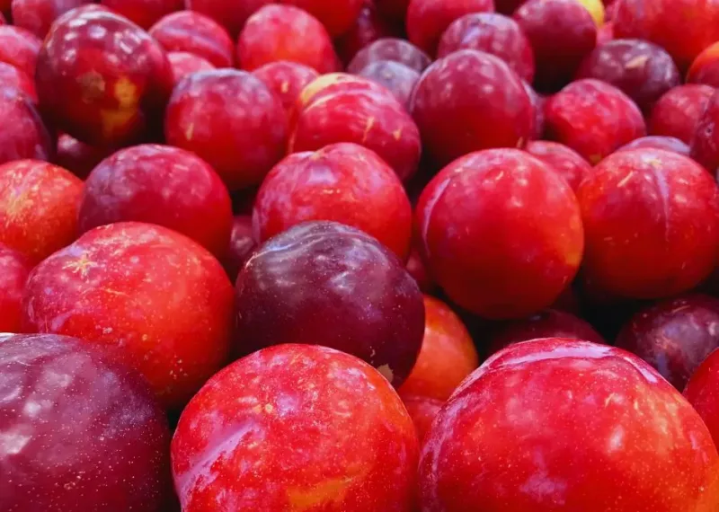 vérszilva, vérszilva termés, vérszilva fa, vérszilva csemete, vérszilva csemete ár, Prunus cerasifera, piros levelű szilva, díszszilva, vérszilva virágzás, vérszilva gyümölcs, ehető vérszilva termés, vérszilva íze, vérszilva felhasználása, lekvár alapanyag, friss gyümölcs, díszfa kertbe, gyümölcstermő díszfa, kertészeti csemete, konténeres vérszilva, szabadgyökerű csemete, díszfa árak, gyümölcsfa csemete ár, vérszilva ültetés, vérszilva gondozása, lombhullató fa, kerti fa vásárlás, kertépítés, dísznövény ár, vérszilva sövény, várostűrő fa