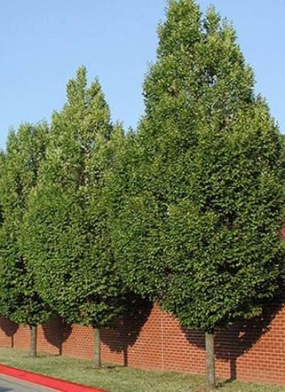 Oszlopos gyertyán - Carpinus betulus Fastigiata - sorfa utcai téglakerítés előtt