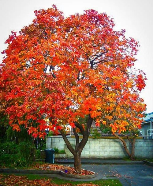 datolyaszilva fa őszi színekben