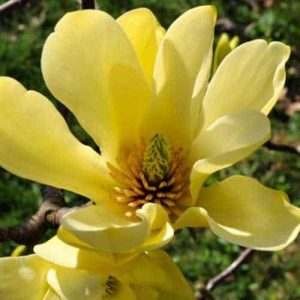 Yellow Bird magnolia sárga virága